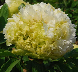 Пион (древовидный) - Весенняя ива (Люкс)