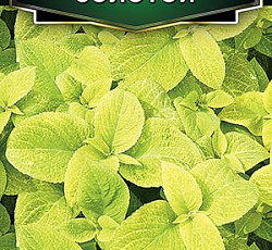 Колеус блюме Золотой