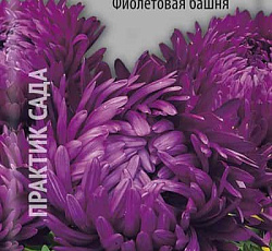Астра Пионовидная Фиолетовая башня