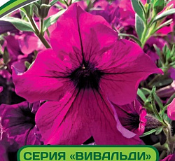 Петуния Вивальди Тайна F1 многоцветковая ампельная