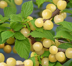 Вишня (войлочная) - Сневит (Люкс)