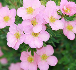 Лапчатка (кустарниковая) - Пинк Квин