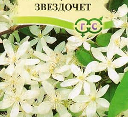 Клематис Короткохвостый Звездочет