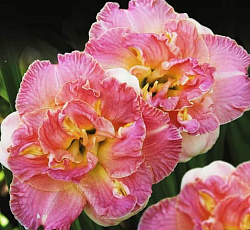 Лилейник (гибридный) - Лейси Дойли (Люкс)