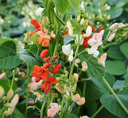 Фасоль вьющаяся Три в одном