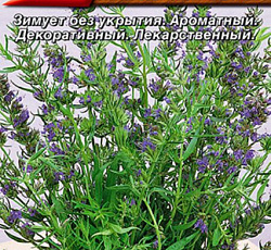 Иссоп лекарственный Голубой