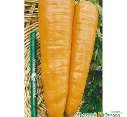 Морковь Русский размер