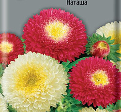 Астра помпонная Наташа