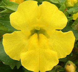 Мимулюс гибридный Максимус желтый F1