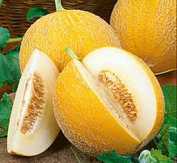 Дыня Злато скифов F1