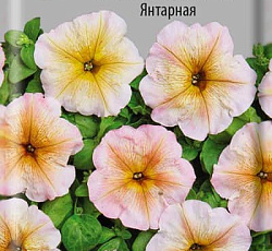 Петуния Мультифлора Янтарная F1