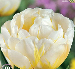 Тюльпан (Махровый поздний) - Флейминг Эвита