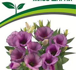 Эустома F1 карликовая Мисс Шарли