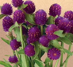 Гомфрена Белла Парпл