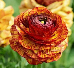 Лютик (азиатский) - Пикоти Кафе О Ле