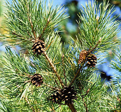 Сосна обыкновенная Ажурная