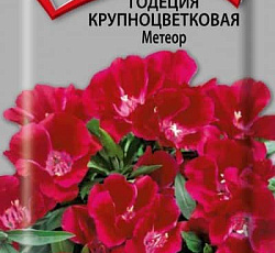 Годеция крупноцветковая Метеор