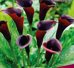 Калла - Блэк Форист (Патио)