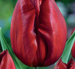 Тюльпан (Триумф) - Дешима