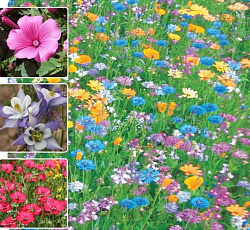 Газон цветущий "АКВА", 120 г