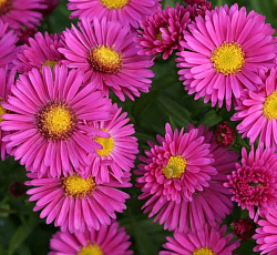 Астра (кустарниковая) - Дженни