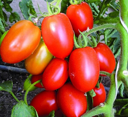Томат Царица F1