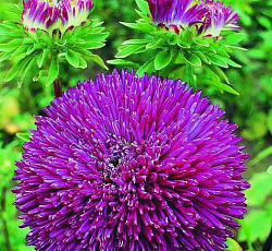 Астра Пурпурная Русский размер