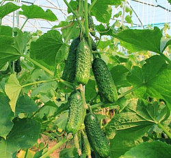 Огурец Три сестрицы F1