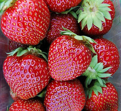 Клубника (земляника) садовая Мальвина