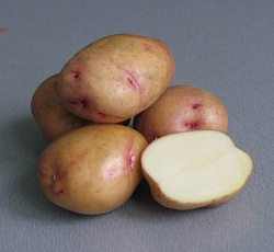 Картофель Жуковский ранний (СУПЕР ЭЛИТА)