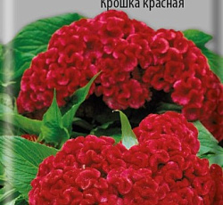 Целозия Гребенчатая Крошка красная