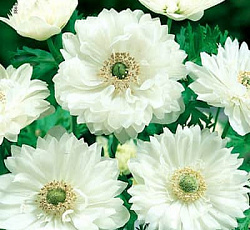 Анемона (махровая) - Вайт
