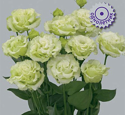 Эустома крупноцветковая Корелли Грин