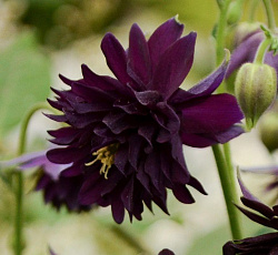 Аквилегия (гибрид МакКаны) - Барлоу Блэк