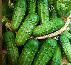 Огурец Обильный