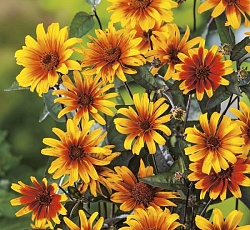 Гелиопсис подсолнечниковый Слушая космос