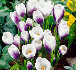 Крокус (ботанический) - Принц Клаус