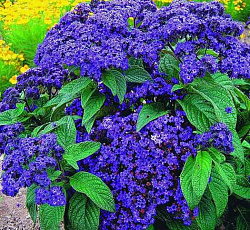 Гелиотроп Одиссей