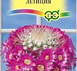 Маммиллярия бакеберга (кактус) Летиция