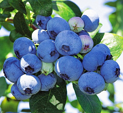 Голубика (высокорослая) - Блюкроп