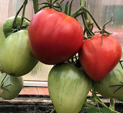 Томат Большая мамочка