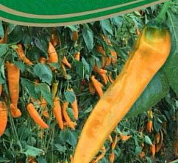 Перец сладкий Забор желтый F1