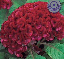 Целозия гребенчатая Армор Ред