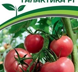 Томат Галактика F1