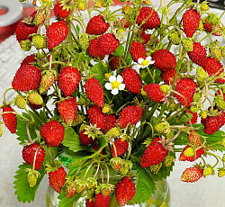 Земляника ремонтантная Барон Солемахер F1