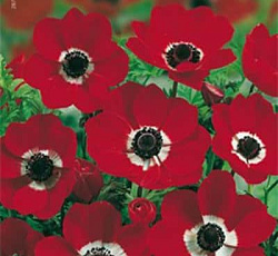 Анемона - Голландия