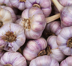 Чеснок Любаша