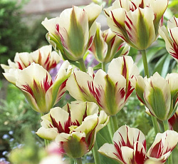 Тюльпан (Зеленоцветный) - Флеминг Спрингрин (Люкс)