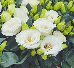 Эустома Джульетта Вайт F1