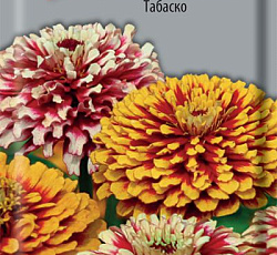 Цинния Мексика Табаско